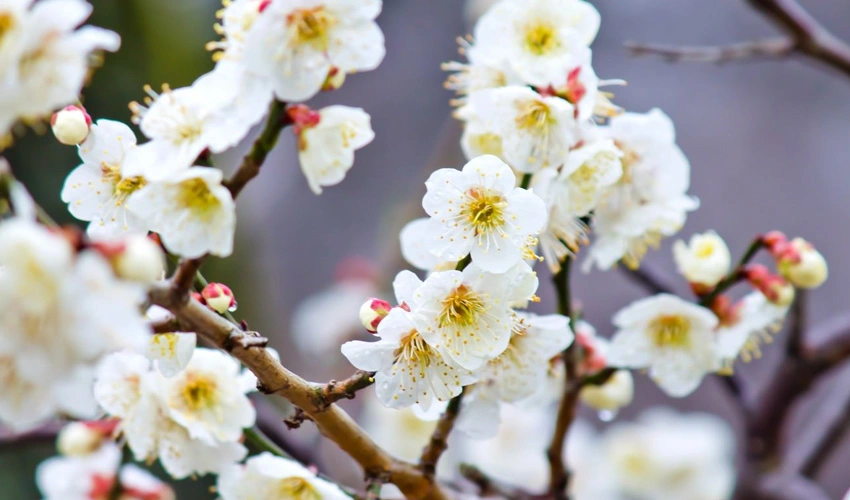 2月の代表的な花:梅(ウメ)