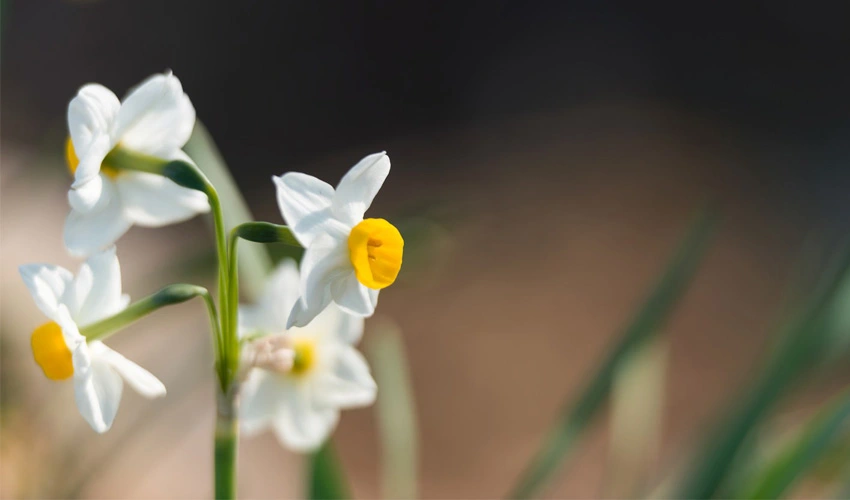 2月の代表的な花:水仙(スイセン)